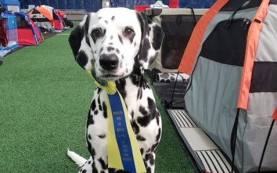 Master Standard Agility clean run #10 for Dinah and a new title!
