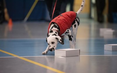 Scentwork Superstar!