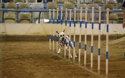 Julie and Spring qualify for the 2020 AKC Nationals!