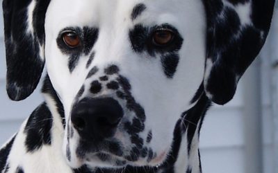 Charlie makes the Top Ten in Canada