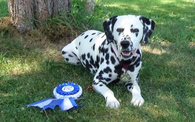 Charlie Earns the Rally Advanced title!