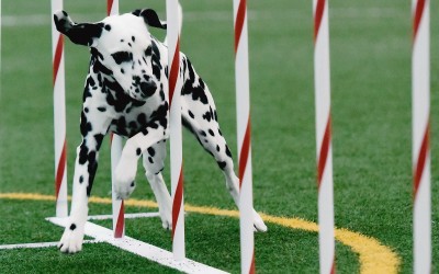 Dinah earns her Open Agility titles.