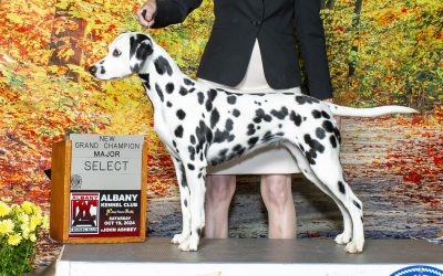 A new Grand Champion at Bellwether!