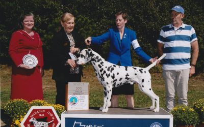 Geordy and Dinah stretch their legs at the DCSNE Specialty show.