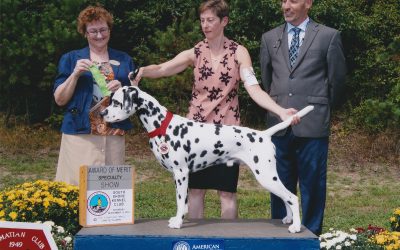 Award of Merit at the 2018 Specialty Show for Geordy!